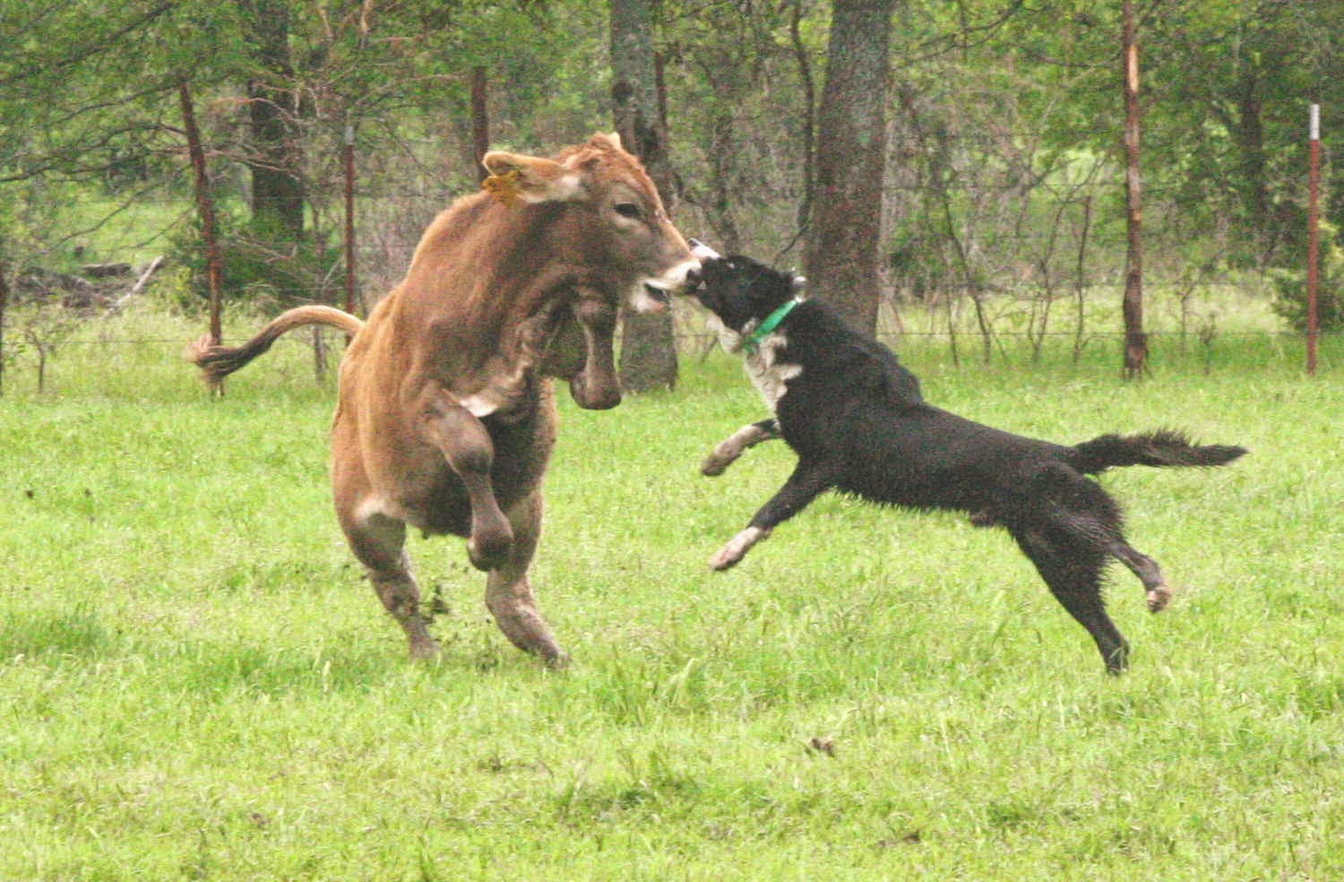 Cattlemaster dog deals